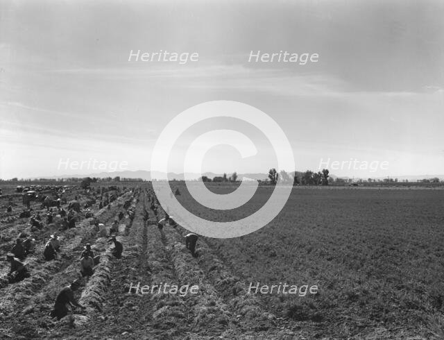 Large scale agriculture, near Meloland, Imperial Valley, 1939. Creator: Dorothea Lange.