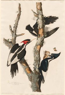 Ivory-billed Woodpecker, 1829. Creator: Robert Havell.