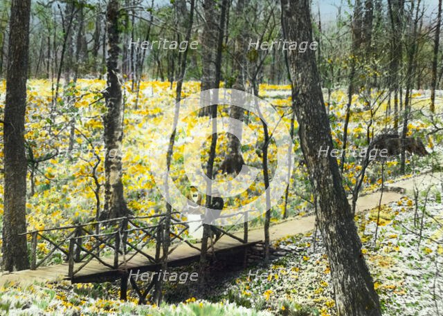 "Lob's Wood," Carl H. Krippendorf house, 4949 Tealtown Road, Perintown (Milford), Ohio, c1920. Creator: Frances Benjamin Johnston.