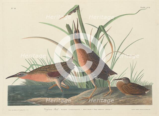 Virginia Rail, 1834. Creator: Robert Havell.