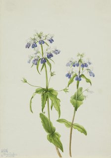 Blue-Eyed Mary (Collinsia verna), 1927. Creator: Mary Vaux Walcott.