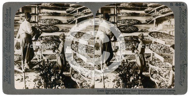 Feeding silkworms their breakfast of mulberry leaves, Lebanon mountains, Syria, 20th century. Artist: Underwood & Underwood
