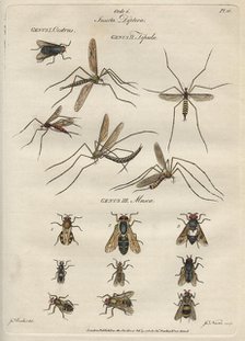 'Insecta Diptera' (Flies), 9 February 1780. Creator: James Newton.