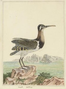Rostratula benghalensis (Greater painted-snipe), 1777-1786. Creator: Robert Jacob Gordon.