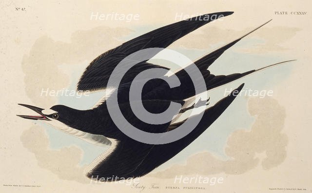 The sooty tern. From "The Birds of America", 1827-1838. Creator: Audubon, John James (1785-1851).
