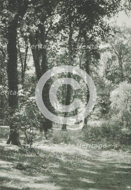 In the new forest, Hants. From the album: Photograph album - England, 1920s. Creator: Harry Moult.
