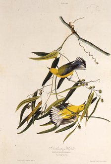 The prothonotary warbler. From "The Birds of America", 1827-1838. Creator: Audubon, John James (1785-1851).