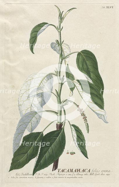 Plantae Selectae: No. 46 - Tacamahaca. Creator: Georg Dionysius Ehret (German, 1708-1770); Christopher Jacob Trew (German).