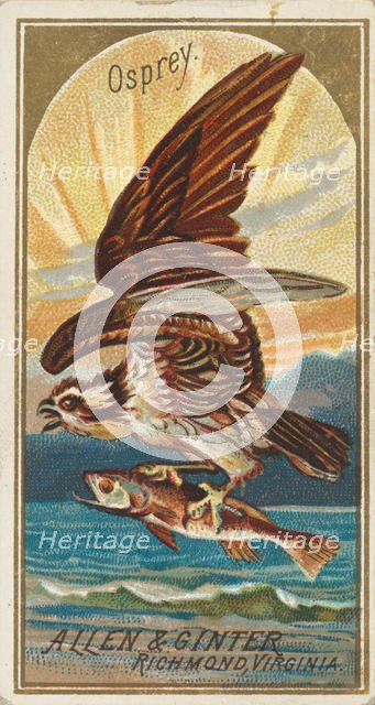 Osprey, from the Birds of America series (N4) for Allen & Ginter Cigarettes Brands, 1888. Creator: Allen & Ginter.