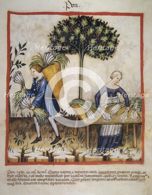 Leeks, 14th century.  Creator: Unknown.