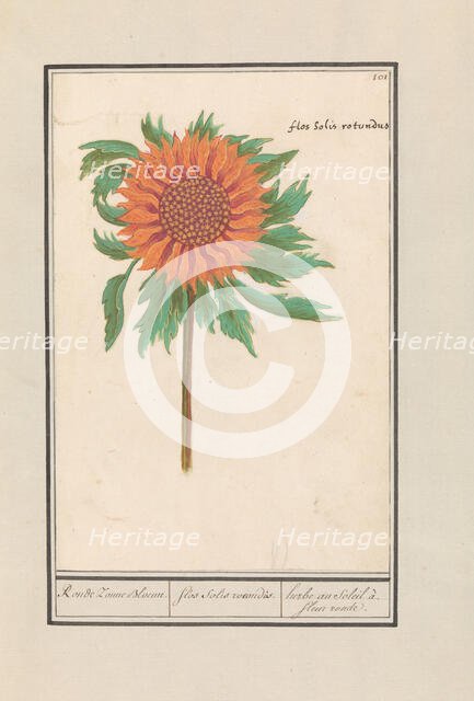 Sunflower (Helianthus annuus), 1596-1610. Creators: Anselmus de Boodt, Elias Verhulst.