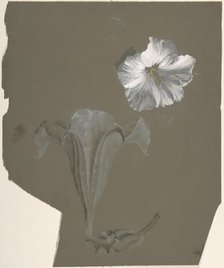 A Study of Two White Lilies, n.d.. Creator: Antoine Berjon.