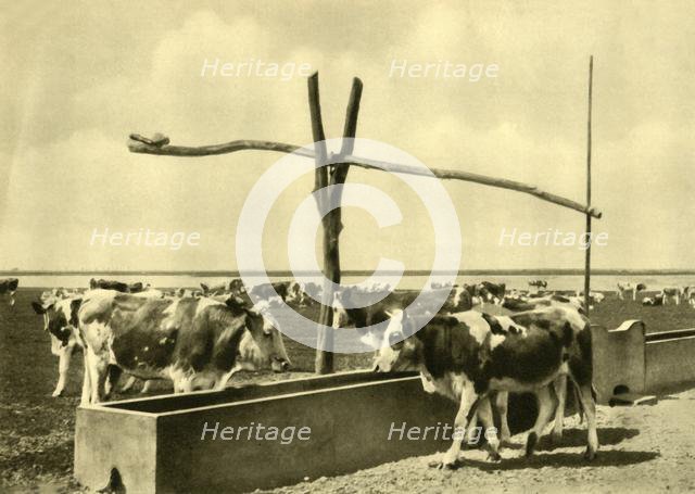 Cattle drinking at a trough, Burgenland, Austria, c1935. Creator: Unknown.