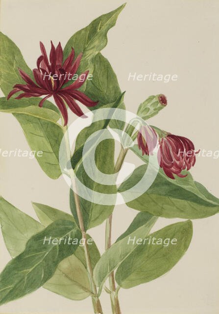 Spicebush (Calycanthus occidentalis), early 1930s. Creator: Mary Vaux Walcott.