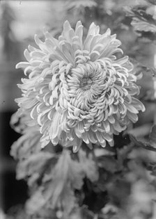 Agriculture Department - 'Jessie Wilson' Chrysanthemum, 1913. Creator: Harris & Ewing.