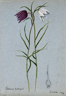 Snake's head or guinea flower (Fritillaria meleagris): flowering stems and bulb, 1904. Creator: Unknown.