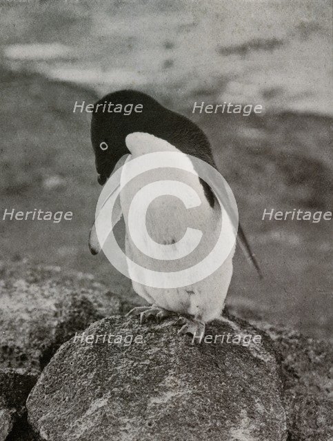 'I Don't Care What Becomes Of Me', c1910–1913, (1913). Artist: Herbert Ponting.