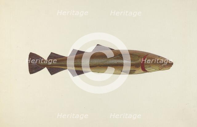 Sacred Cod, 1940. Creator: John W Kelleher.