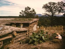 Garden adjacent to the dugout home of Jack Whinery, homesteader, Pie Town, New Mexico, 1940. Creator: Russell Lee.