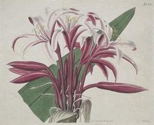The Botanical Magazine or Flower Garden Displayed: Stately Crinum, 1823. Creator: S. Curtis (British).