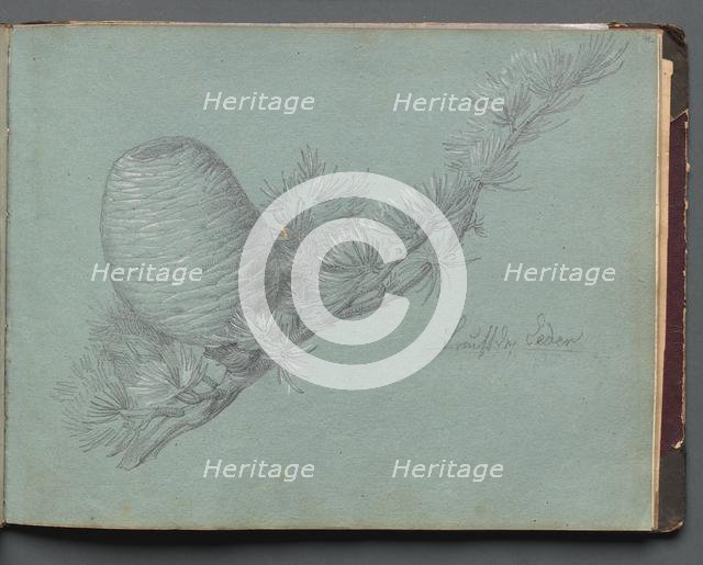 Album with Views of Rome and Surroundings, Landscape Studies, page 49a: Study of a Evergreen.... Creator: Franz Johann Heinrich Nadorp (German, 1794-1876).