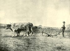 'A Bullock Plough Team', 1901. Creator: Unknown.