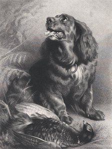 Spaniel and Pheasant, June 15, 1871. Creator: Charles George Lewis.