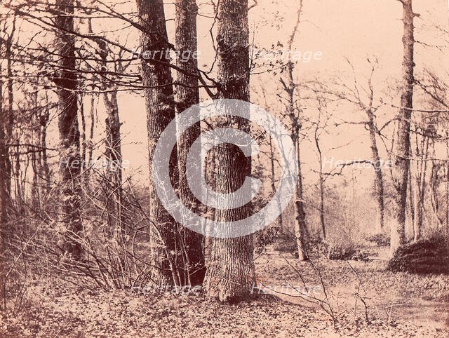 Sous-bois en automne, 1850-53. Creator: Unknown.