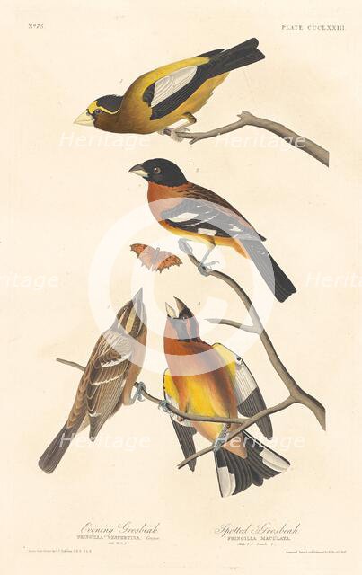 Evening Grosbeak and Spotted Grosbeak, 1837. Creator: Robert Havell.
