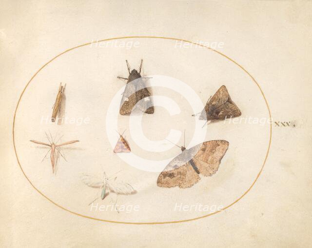 Plate 30: Seven Moths, c. 1575/1580. Creator: Joris Hoefnagel.