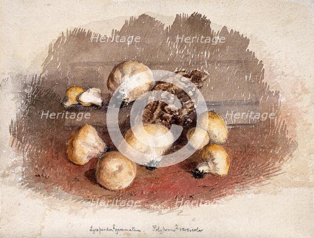 A group of puff balls (Lycoperdon perlatum) and bracket fungi (Polyporus species), c19th century. Creator: Unknown.