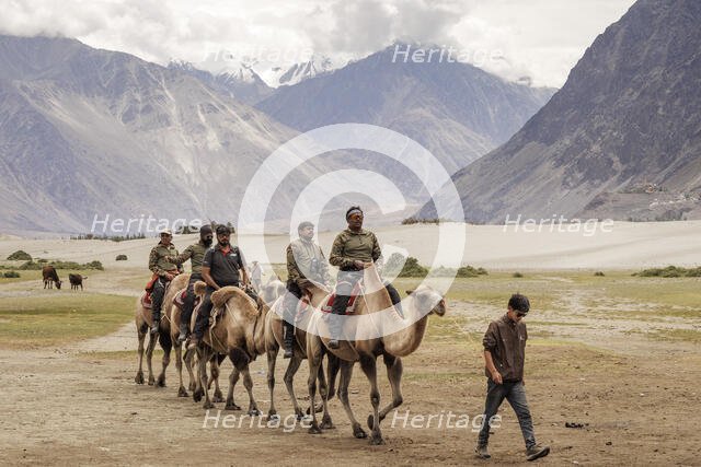 Bactrian Camels, Nubra Valley, Hunder Sand Dune, Ladakh, India, 2023. Creator: Peter Thompson.