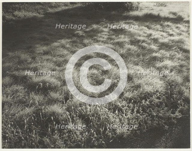 Grass and Frost, 1934. Creator: Alfred Stieglitz.