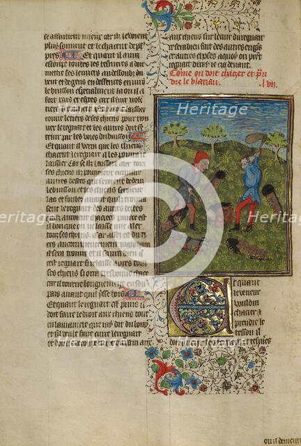 Hunters Ferreting Out Badgers; Livre de la Chasse, about 1430-1440. Creator: Unknown.