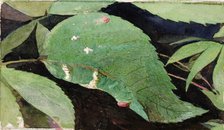 White Birch Leaf Edge Caterpillar..., late 19th-early 20th century. Creator: Emma Beach Thayer.
