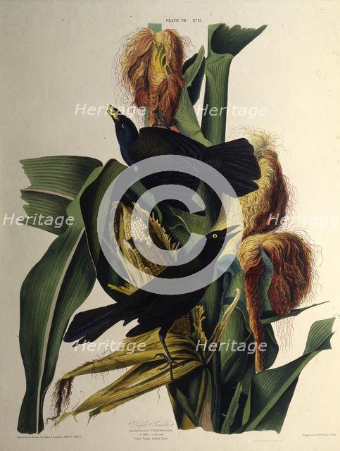 The common grackle. From "The Birds of America", 1827-1838. Creator: Audubon, John James (1785-1851).