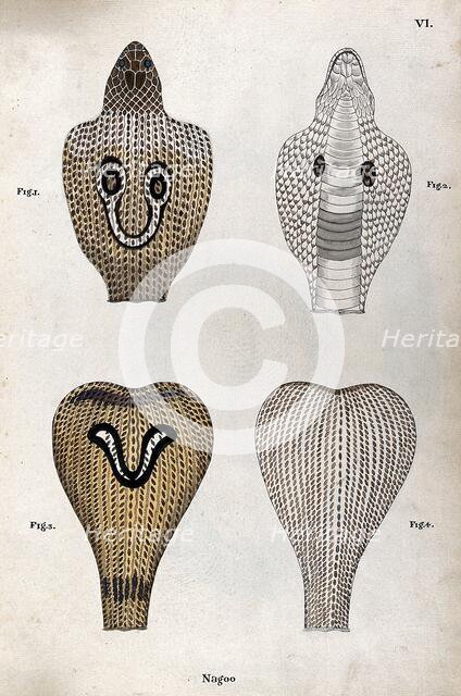Two poisonous snakes (Indian cobras): four figures showing the snakes' hoods, seen from..., 1795. Creator: Patrick Russell.