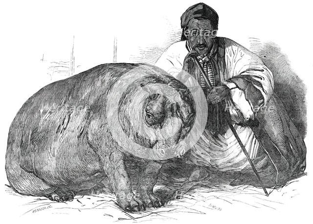 The Hippopotamus, in the Gardens of the Zoological Society, Regent's Park, 1850. Creator: Pearson.