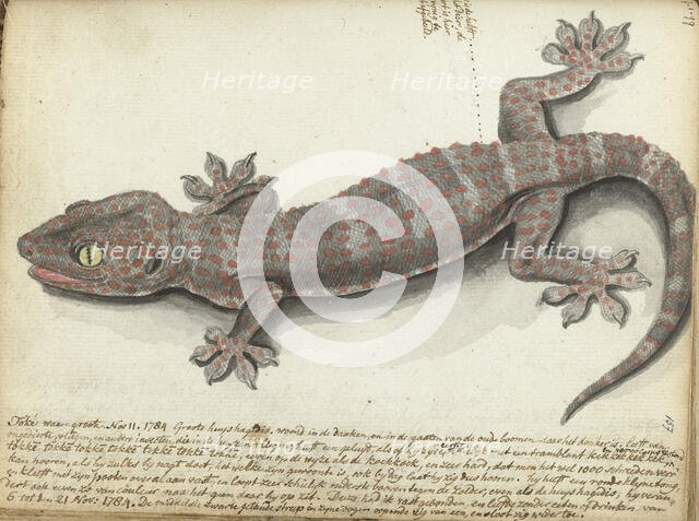 Tokay (Gekko gecko), 1784. Creator: Jan Brandes.