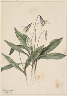 White Troutlily (Erythronium albidum), 1919. Creator: Mary Vaux Walcott.