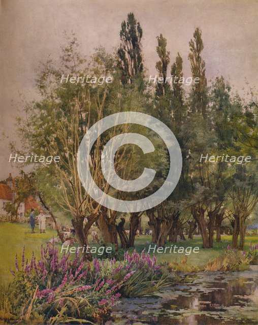 'Purple Loosestrife', c1891. Artist: Alfred William Parsons.