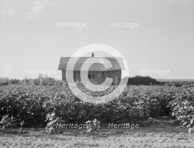 Cotton is planted close to the abandoned cabins, Aldridge Plantation, Mississippi, 1937. Creator: Dorothea Lange.