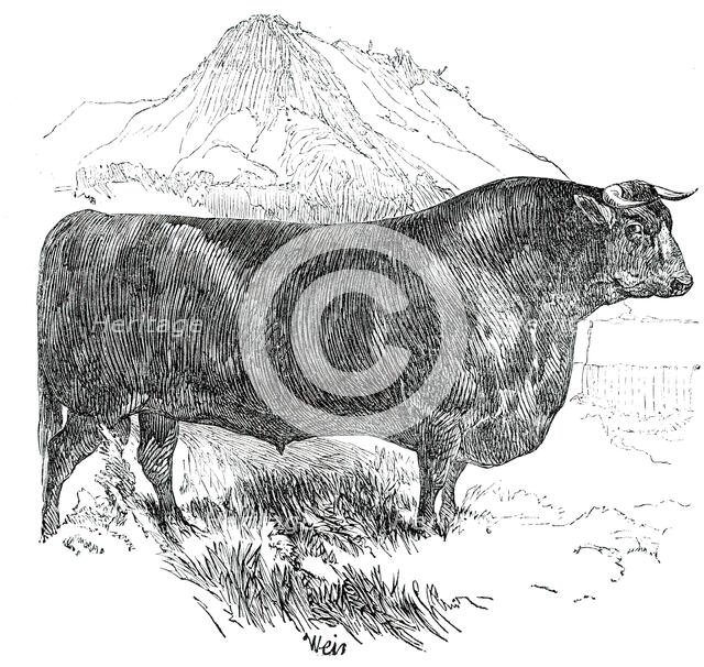 Prize Cattle at the Royal Agricultural Society's Show, at Exeter - Cattle of Any Breed - Sussex - Se Creator: Harrison Weir.