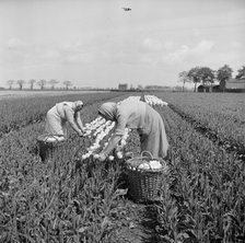 Picking tulips near Fulney, Spalding, Lincolnshire, 1951. Artist: Hallam Ashley
