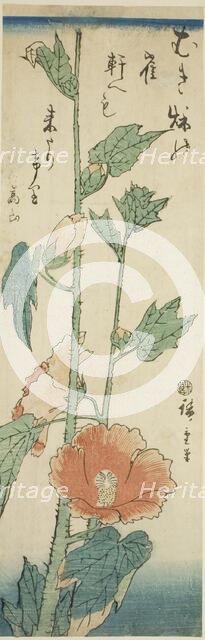 Hibiscus, c. 1843/47. Creator: Ando Hiroshige.