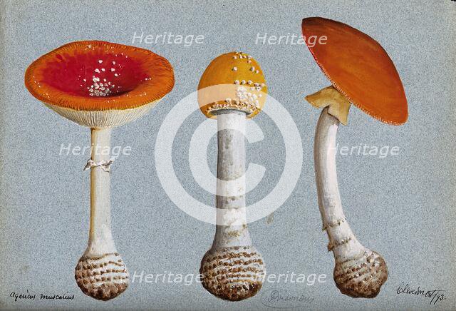 The fly agaric fungus (Amanita muscaria): three fruiting bodies, 1893. Creator: Unknown.