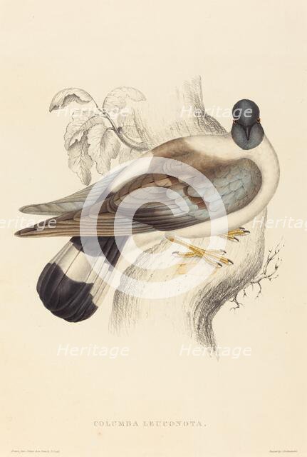 Columba Leuconota (Snow Pigeon). Creator: Elizabeth Gould.