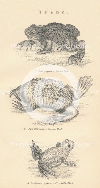 'Toads', 1885.  Artist: Unknown.