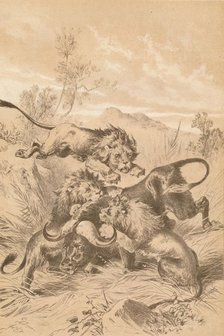 'Lions Attacking A Buffalo', c1880. Artist: Unknown.