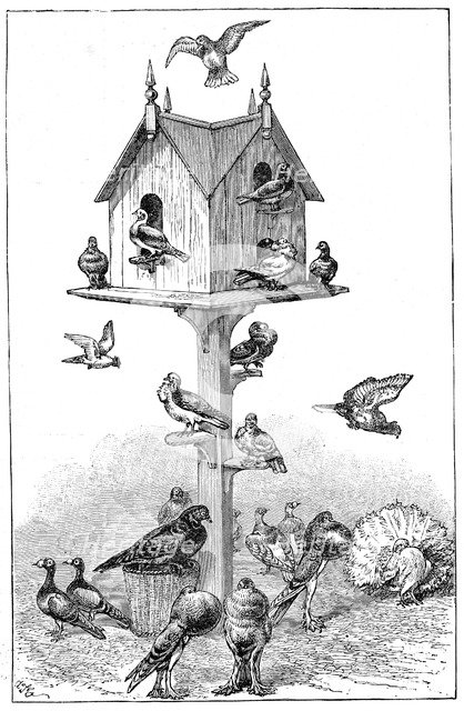 Pigeons used by Charles Darwin at Down House, near Beckenham, Kent, England, 1887. Artist: Unknown